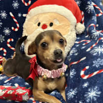 Thumbnail photo of Sugar Plum #4