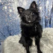 Thumbnail photo of Coal #2