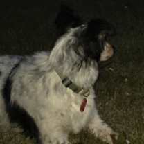 Thumbnail photo of Stella #1