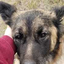 Thumbnail photo of Izzy #2