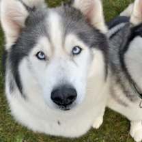 Thumbnail photo of Kuma #2