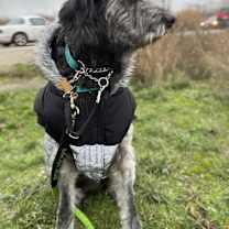 Thumbnail photo of Shaggy #1