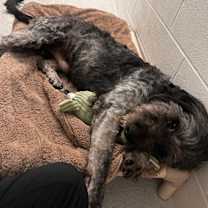 Thumbnail photo of Shaggy #2