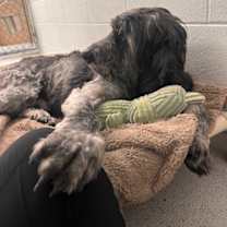 Thumbnail photo of Shaggy #3