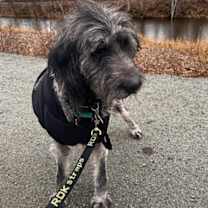 Thumbnail photo of Shaggy #4