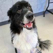 Thumbnail photo of Rowen #1