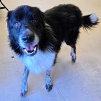 Thumbnail photo of Rowen #3