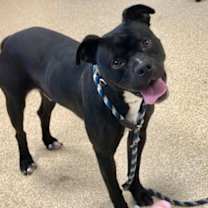 Thumbnail photo of Draco #2