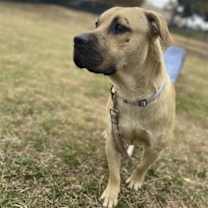 Thumbnail photo of Enzo #3