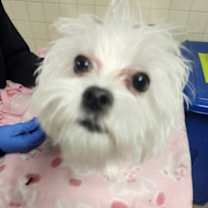 Thumbnail photo of Pip #2