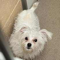 Thumbnail photo of Pip #3