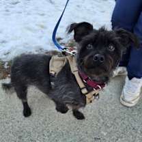 Thumbnail photo of Remington #1