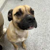 Thumbnail photo of Giggles #2