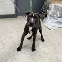 Thumbnail photo of Boogie #2