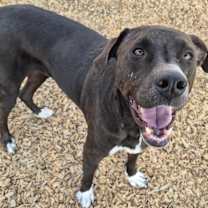 Thumbnail photo of ARLO #2