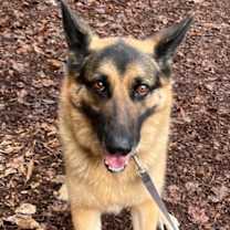 Thumbnail photo of Toby #1