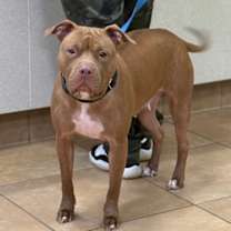 Thumbnail photo of Coco #2