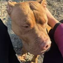 Thumbnail photo of Coco #3