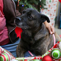 Thumbnail photo of Mugzy #1