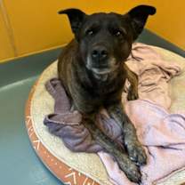 Thumbnail photo of Mugzy #2