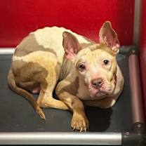 Thumbnail photo of Teddy #1