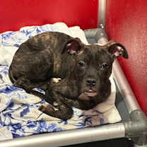 Thumbnail photo of Marco #1