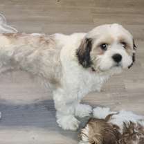 Thumbnail photo of Roscoe #1