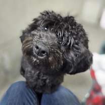 Thumbnail photo of Bodie #1