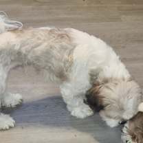 Thumbnail photo of Roscoe #2