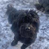 Thumbnail photo of Bodie #2