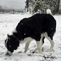 Thumbnail photo of Gertie #2