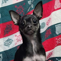 Thumbnail photo of 251915  Rose #1