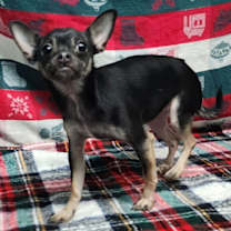 Thumbnail photo of 251915  Rose #3