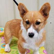 Thumbnail photo of Nova #1