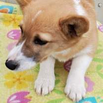 Thumbnail photo of Nova #3