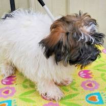 Thumbnail photo of Rex #3