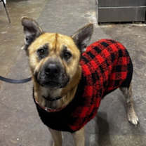 Thumbnail photo of Simba #1