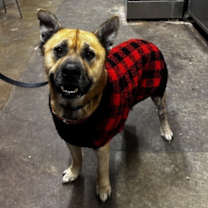 Thumbnail photo of Simba #3