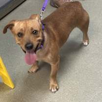 Thumbnail photo of Apollo #1