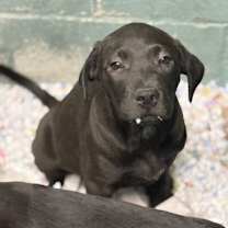 Thumbnail photo of Cookie #1