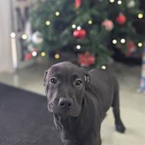 Thumbnail photo of Cookie #2