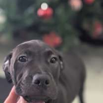 Thumbnail photo of Cookie #3