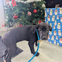 Thumbnail photo of Cookie #4