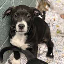 Thumbnail photo of Sugar #1