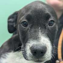 Thumbnail photo of Sugar #4