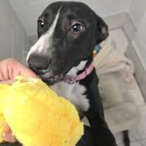 Thumbnail photo of Fruity #3