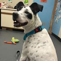 Thumbnail photo of Hallie #2