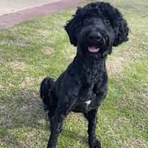 Thumbnail photo of Odie #1