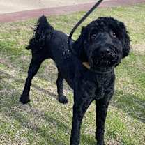 Thumbnail photo of Odie #2