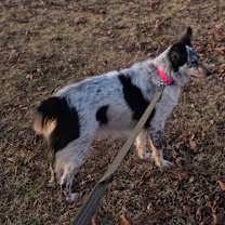 Thumbnail photo of Stella #3